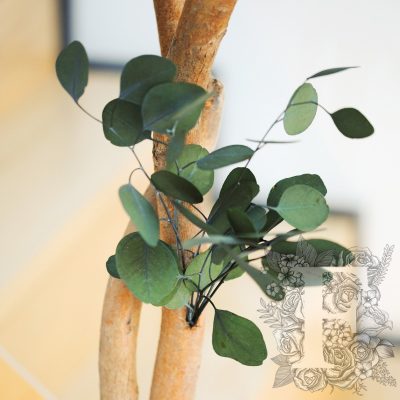 Populus Crown - 2.4 metre