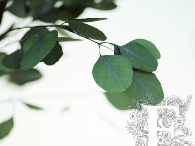 Populus Tree Crown 3