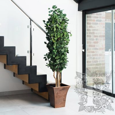 Populus - Tree
