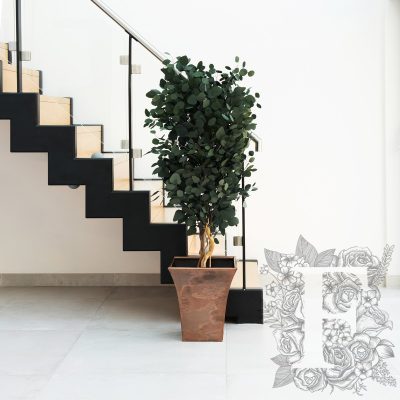 Populus - Tree