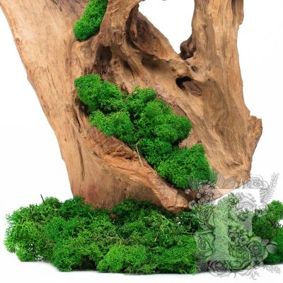 Canopy - Premium - Icelandic Lichen Moss - 1 Kg