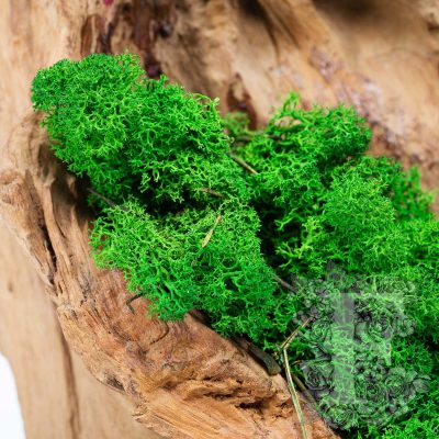 Canopy - Premium - Icelandic Lichen Moss - 1 Kg