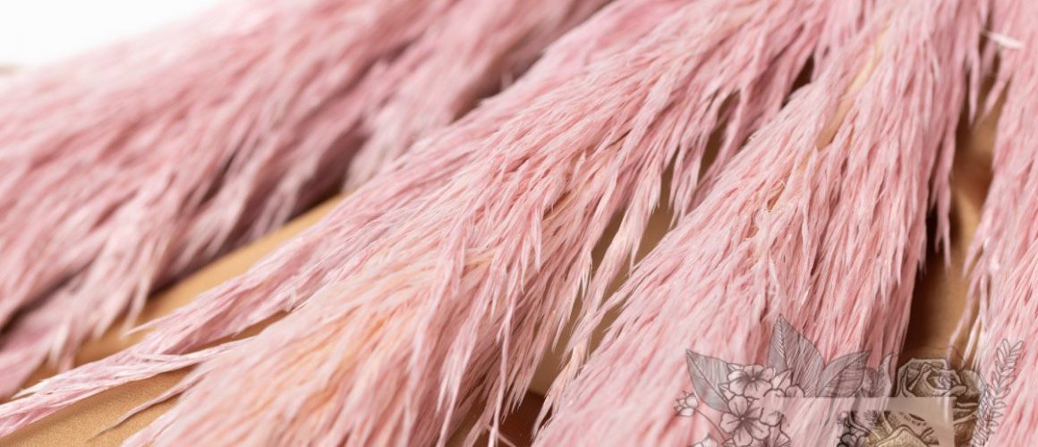 Premium Pampas Dusty Rose 3