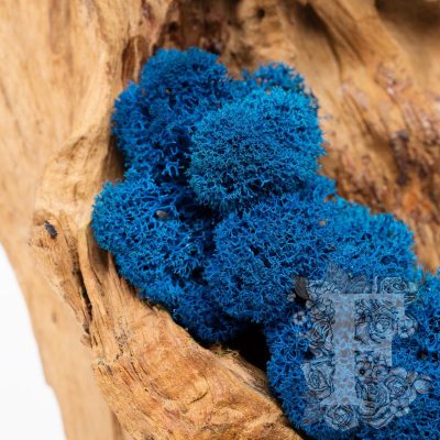 Canopy - premium - Icelandic Lichen Moss - Bulk 5KG (Copy)