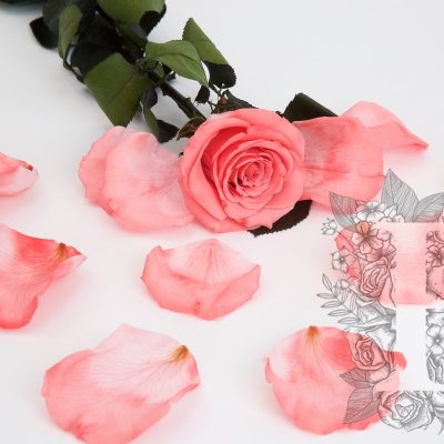 Premium Rose Petals - Window Box - 100g