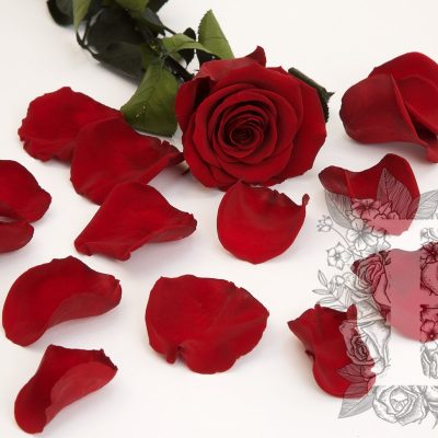 Premium Rose Petals - Bulk - 1KG