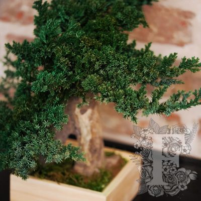 Bonsai Root