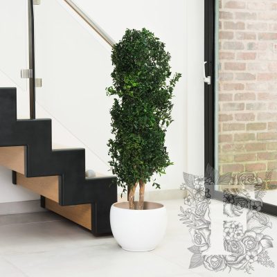 Pittosporum -  Tree