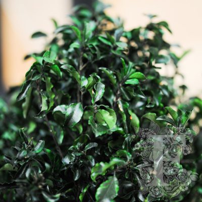 Pittosporum -  Tree