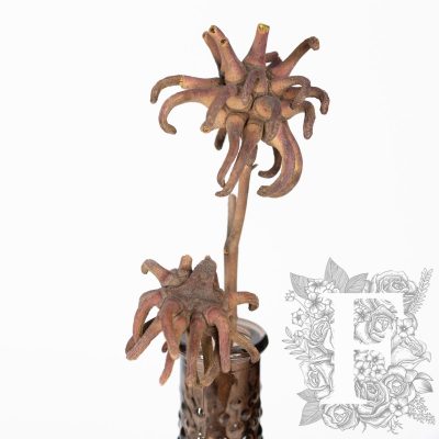 Spidergum Claw - 3 Stems