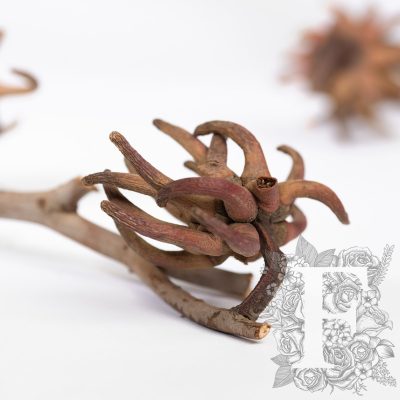 Spidergum Claw - 3 Stems