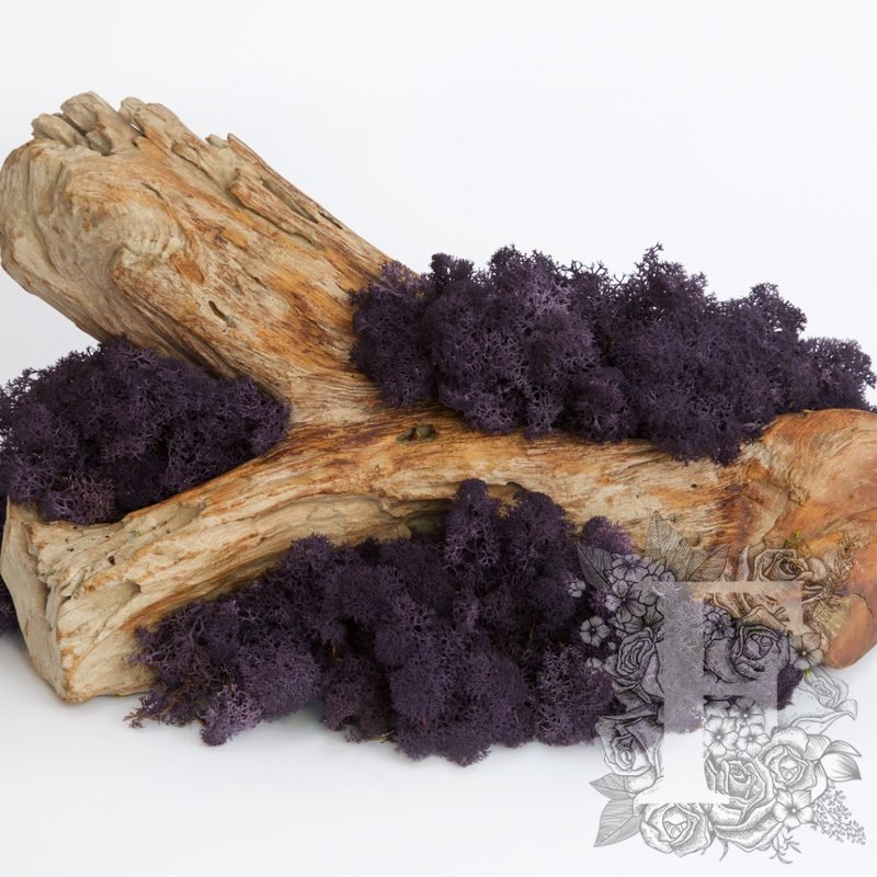 Aubergine