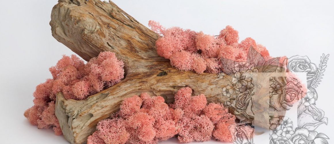 Standard Moss Pink 1