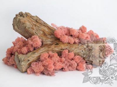 Standard Moss Pink 1