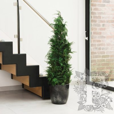 Stardust Conifer