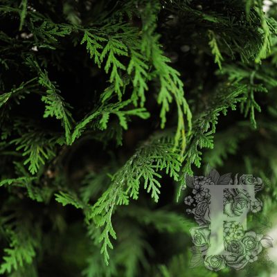 Stardust Conifer