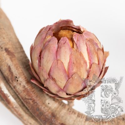 Sulphurea Bud - 3 Heads