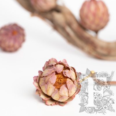 Sulphurea Bud - 3 Heads
