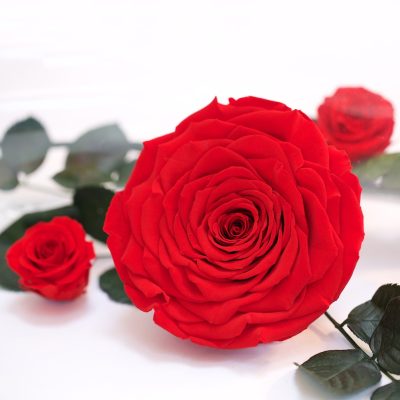 RoseAmor - Wayra Roses - 1 Head