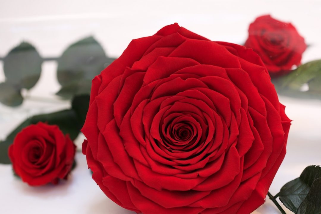 Preserved Roses Preserved Roses