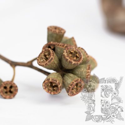 X Type Branch - 3 Stems