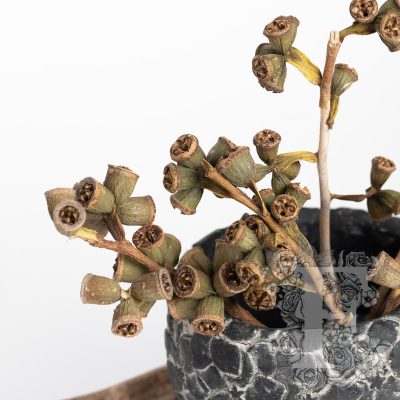 X Type Branch - 3 Stems