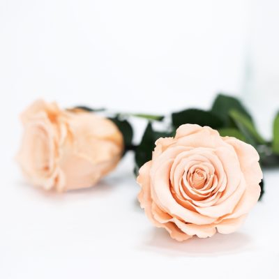 RoseAmor - XL Rose - 6 Heads