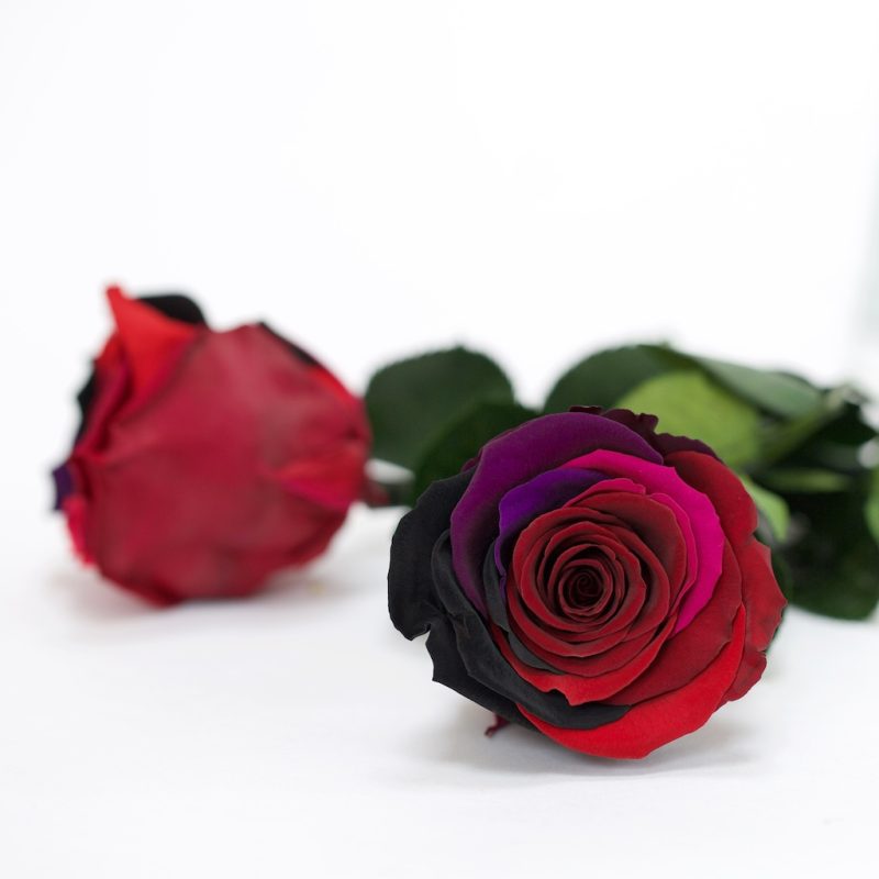 Rainbow dark pink