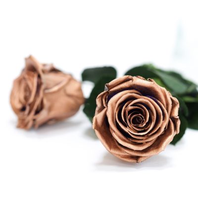 RoseAmor - L Roses - 6 Heads