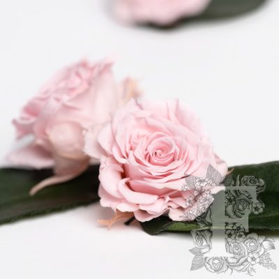 Roseamor XS - 15 Heads