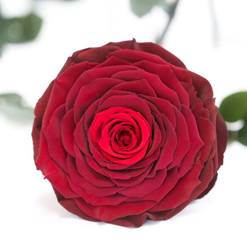 Fora (red01/red02)
