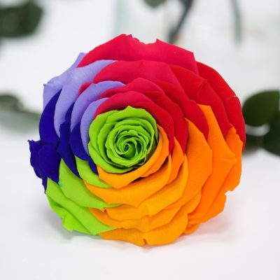 RoseAmor - XXL Rose - 1 Head
