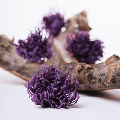 Chrysanthemum Anastasia - 4 Heads