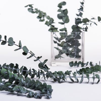 Classic - Eucalyptus Baby Blue - Bunch
