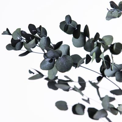 Classic - Eucalyptus Cinerea - Bunch