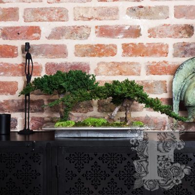 Bonsai Root Double