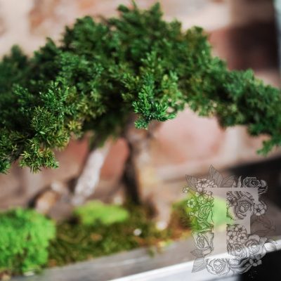 Bonsai Root Double