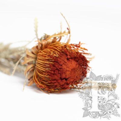 Banksia Dryandra - 3 Stem