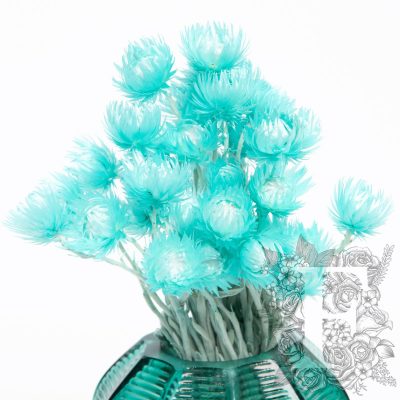 Cape flower - Everlasting - Bunch
