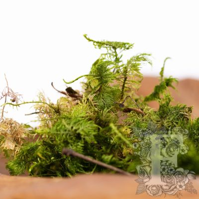 Canopy - Fern Moss - Window box