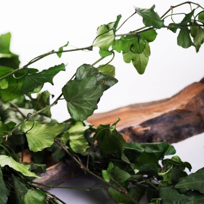 Hedera Helix - Bunch