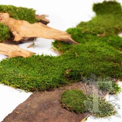 Canopy - Long Moss - Window box