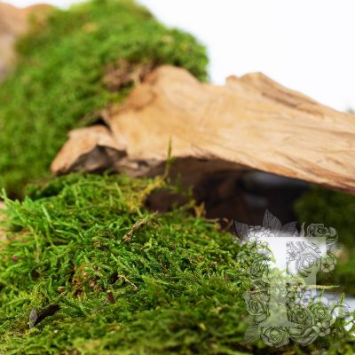Canopy - Long Moss - Window box