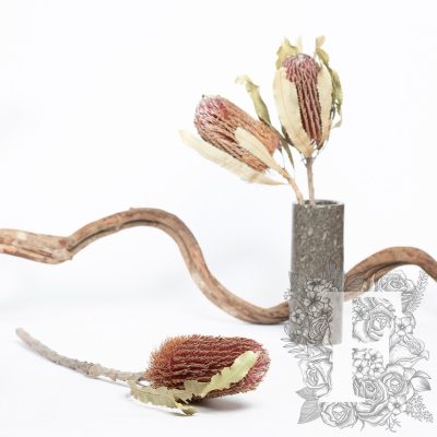 Banksia Menziesii - Stem