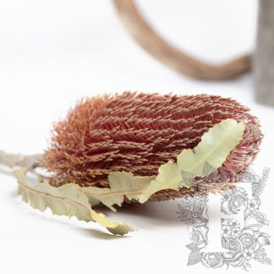 Banksia Menziesii - Stem