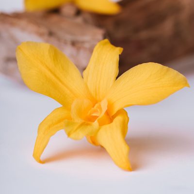 Dendrobium Orchid - 5 Heads