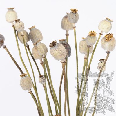 Papaver - Poppy pods - Bunch