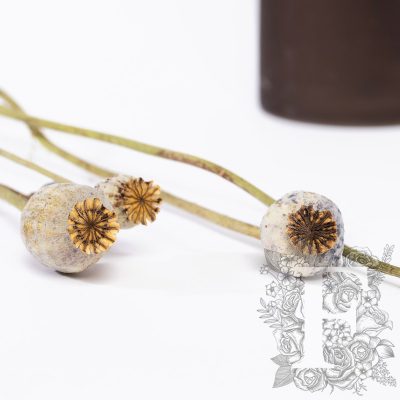 Papaver - Poppy pods - Bunch