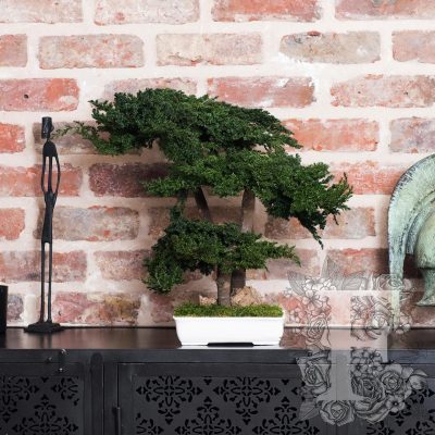 Bonsai Procumbens