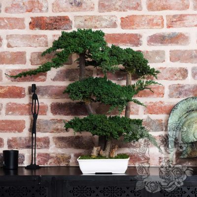 Bonsai Procumbens
